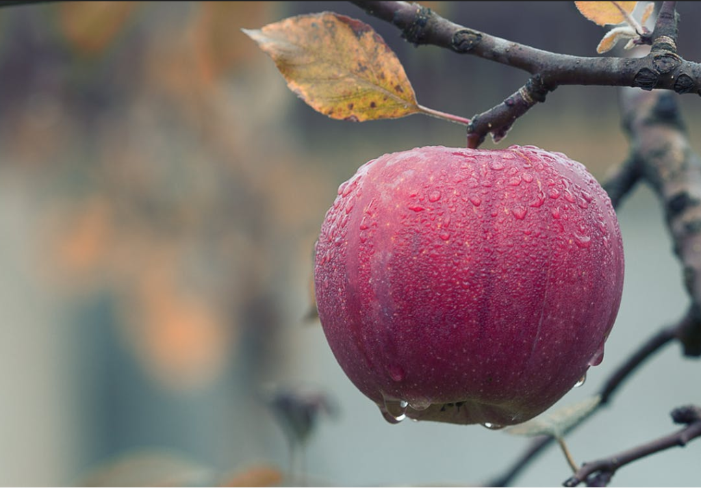 apple on tree